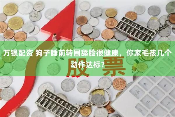 万银配资 狗子睡前转圈舔脸很健康，你家毛孩几个动作达标？