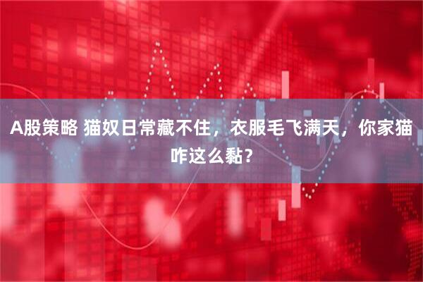 A股策略 猫奴日常藏不住，衣服毛飞满天，你家猫咋这么黏？
